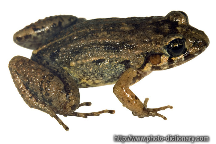 forest chirping frog - photo/picture definition - forest chirping frog word and phrase image