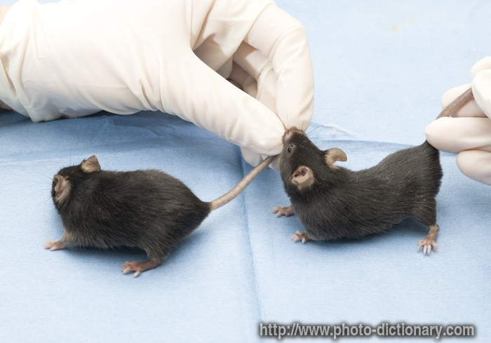 lab mice - photo/picture definition - lab mice word and phrase image