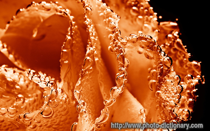 underwater rose - photo/picture definition - underwater rose word and phrase image