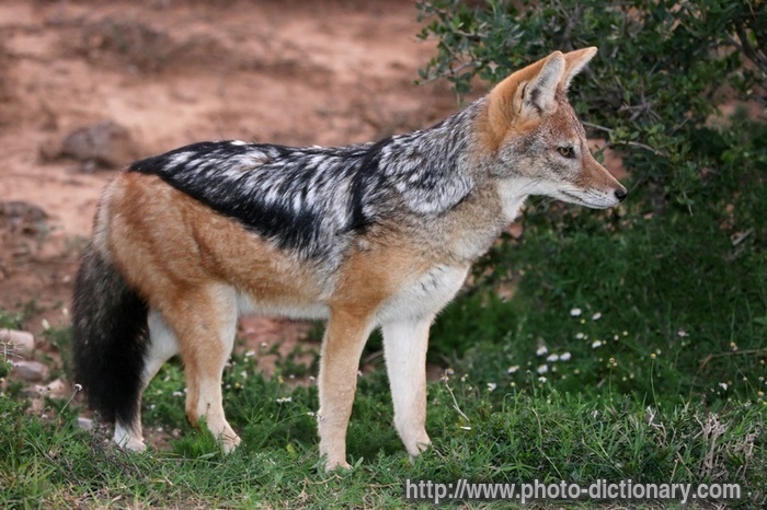jackal - photo/picture definition - jackal word and phrase image