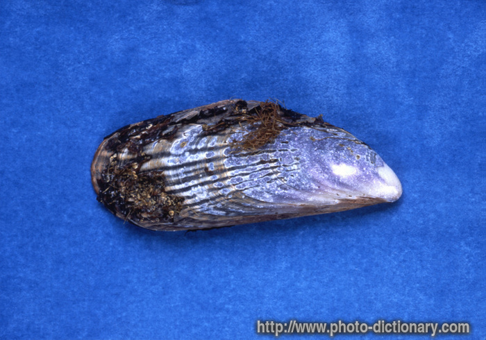 mussel seashell - photo/picture definition - mussel seashell word and phrase image