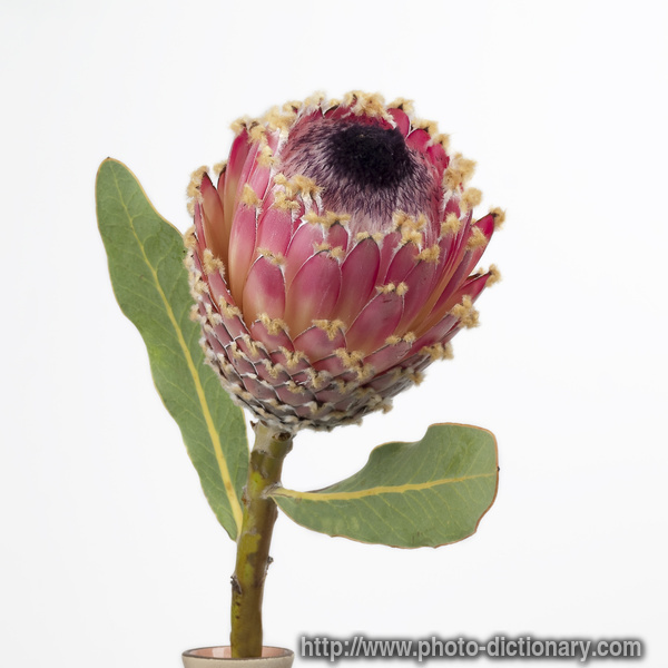 protea flower photos