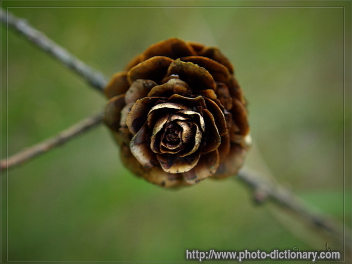 pinecone - photo/picture definition - pinecone word and phrase image