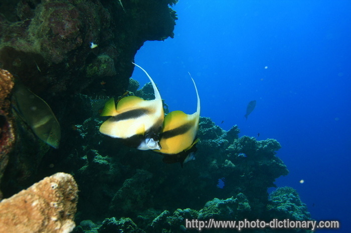 bannerfish - photo/picture definition - bannerfish word and phrase image