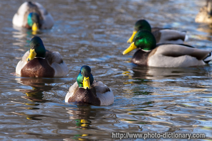 ducks in a row - photo/picture definition - ducks in a row word and phrase image