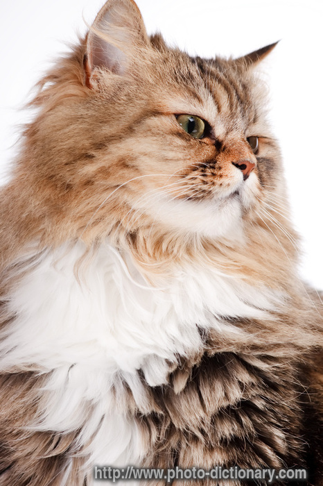 Siberian cat - photo/picture definition - Siberian cat word and phrase image