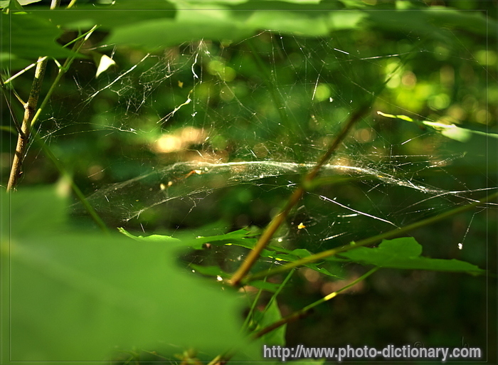 spider-web - photo/picture definition - spider-web word and phrase image