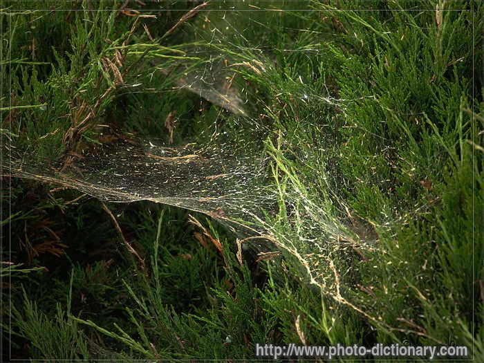 spider-web - photo/picture definition - spider-web word and phrase image