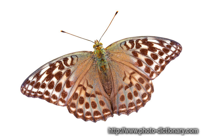 silver washed fritillary butterfly - photo/picture definition - silver washed fritillary butterfly word and phrase image