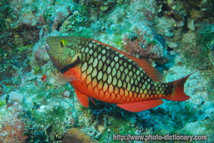 red parrot fish - photo/picture definition - red parrot fish word and phrase image