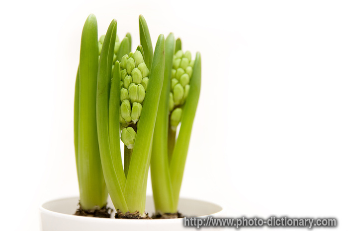 hyacinth bulbs - photo/picture definition - hyacinth bulbs word and phrase image