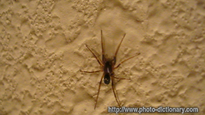 cupboard spider - photo/picture definition - cupboard spider word and phrase image
