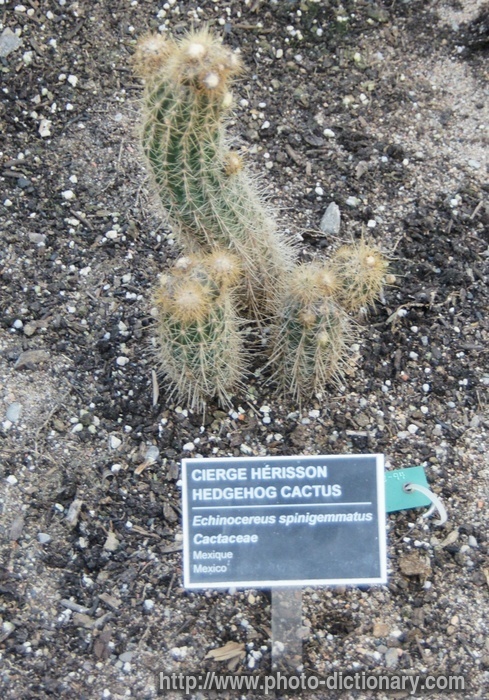 hedgehog cactus - photo/picture definition - hedgehog cactus word and phrase image