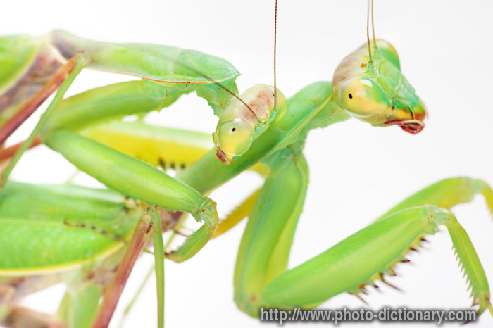 mantis - photo/picture definition - mantis word and phrase image