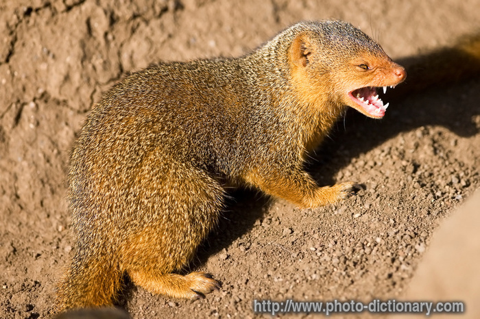 dwarf mongoose - photo/picture definition - dwarf mongoose word and phrase image