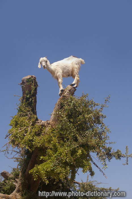goat feeding - photo/picture definition - goat feeding word and phrase image