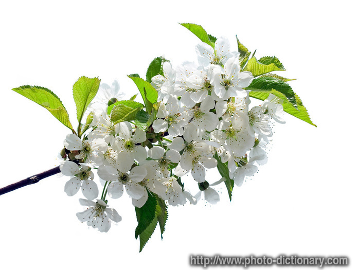 cherry flowers - photo/picture definition - cherry flowers word and phrase image