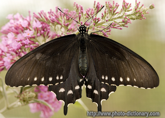 belus swallowtail - photo/picture definition - belus swallowtail word and phrase image