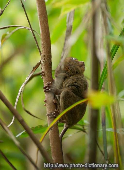 Philippine tarsier - photo/picture definition - Philippine tarsier word and phrase image