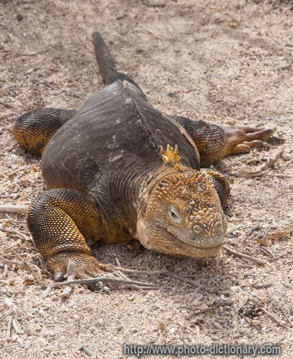 Galapagos iguana - photo/picture definition - Galapagos iguana word and phrase image