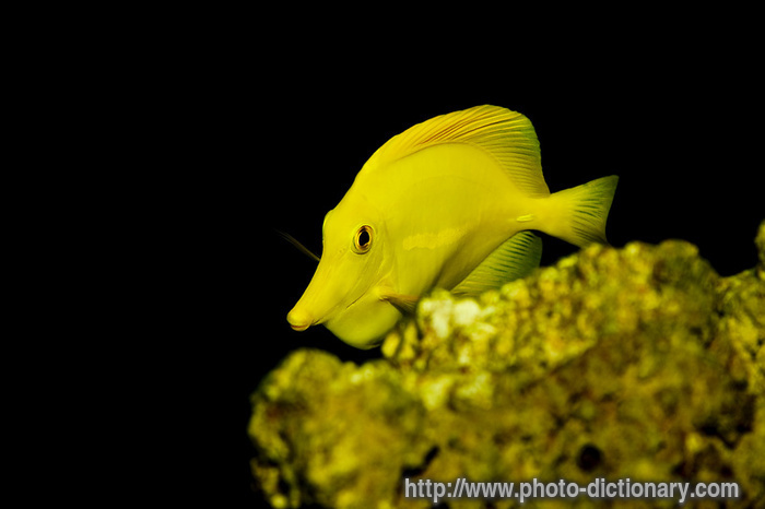 yellow tang fish - photo/picture definition - yellow tang fish word and phrase image