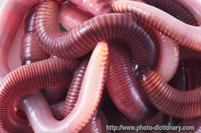 Definition & Meaning of Earthworm