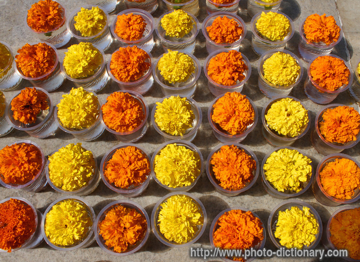 marigolds - photo/picture definition - marigolds word and phrase image