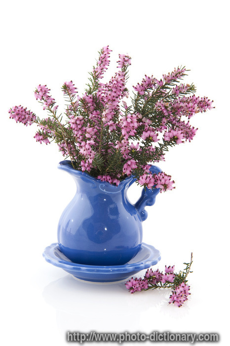 purple erica heath flowers - photo/picture definition - purple erica heath flowers word and phrase image