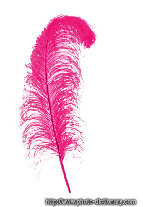 pink feather - photo/picture definition - pink feather word and phrase image
