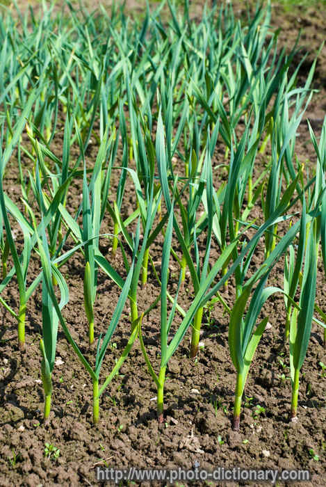 garlic saplings - photo/picture definition - garlic saplings word and phrase image