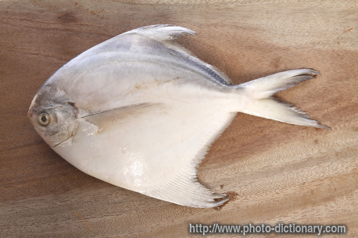 silver pomfret - photo/picture definition - silver pomfret word and phrase image