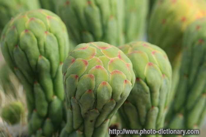 saguaro flower buds - photo/picture definition - saguaro flower buds word and phrase image