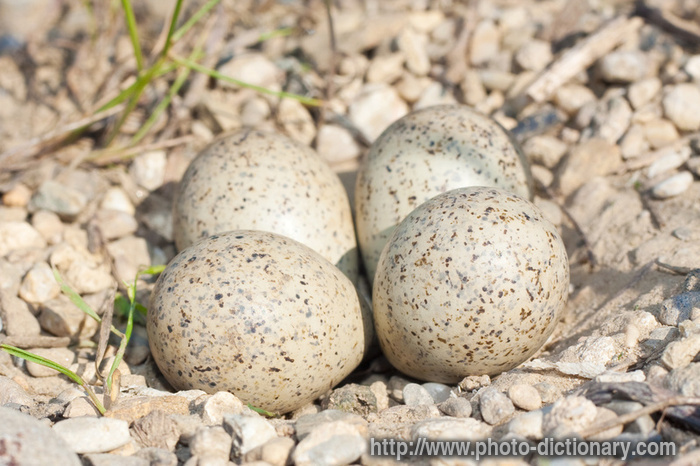 plovers nest - photo/picture definition - plovers nest word and phrase image