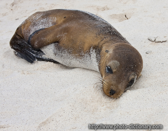Galapagos sea lion - photo/picture definition - Galapagos sea lion word and phrase image