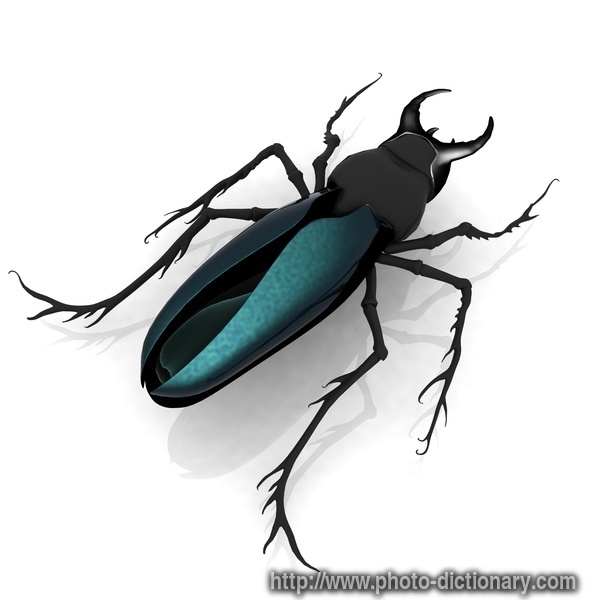 stag beetle - photo/picture definition - stag beetle word and phrase image
