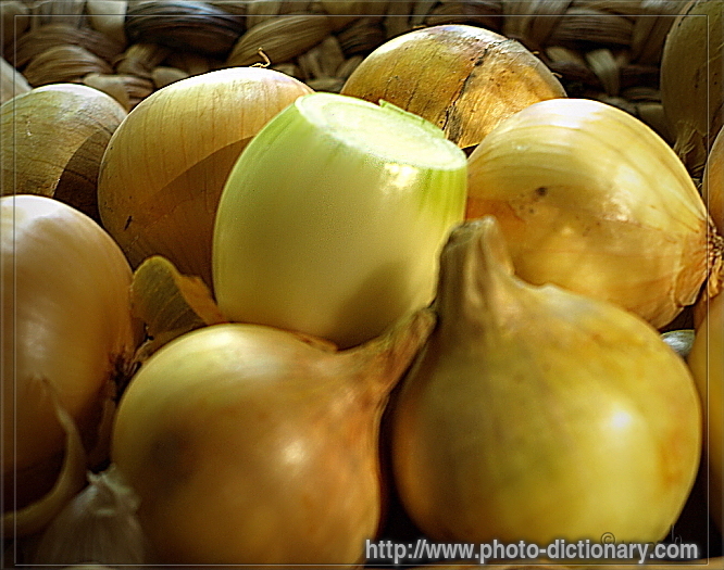 onion - photo/picture definition - onion word and phrase image