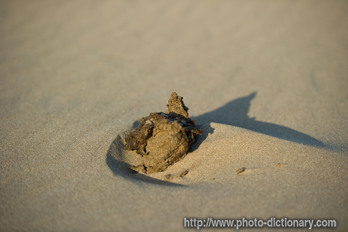 cow poo - photo/picture definition - cow poo word and phrase image
