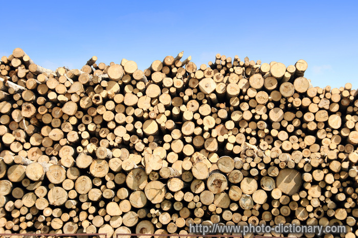 timber pile - photo/picture definition - timber pile word and phrase image