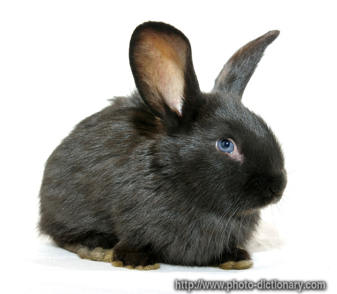 black rabbit - photo/picture definition - black rabbit word and phrase image