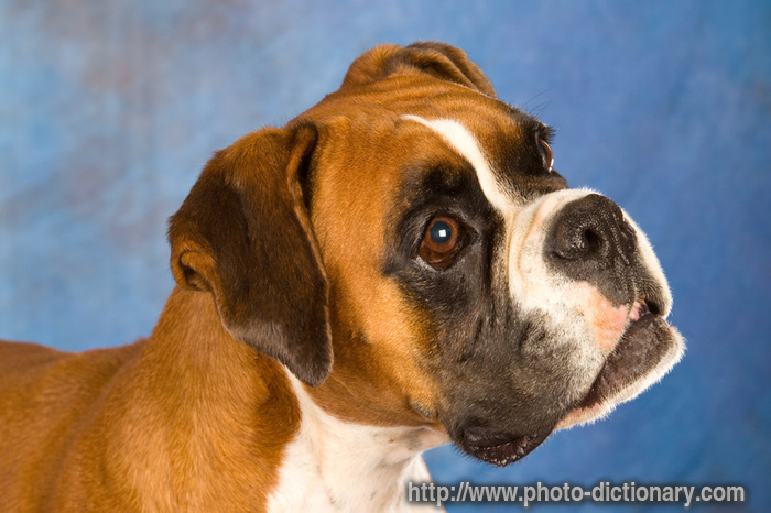fawn boxer - photo/picture definition - fawn boxer word and phrase image