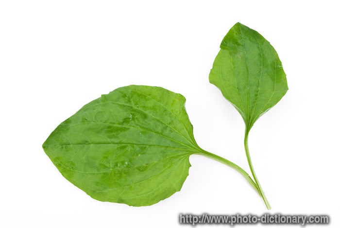 plantain leaves - photo/picture definition - plantain leaves word and phrase image