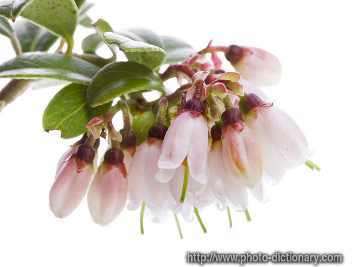 cowberry blossom - photo/picture definition - cowberry blossom word and phrase image