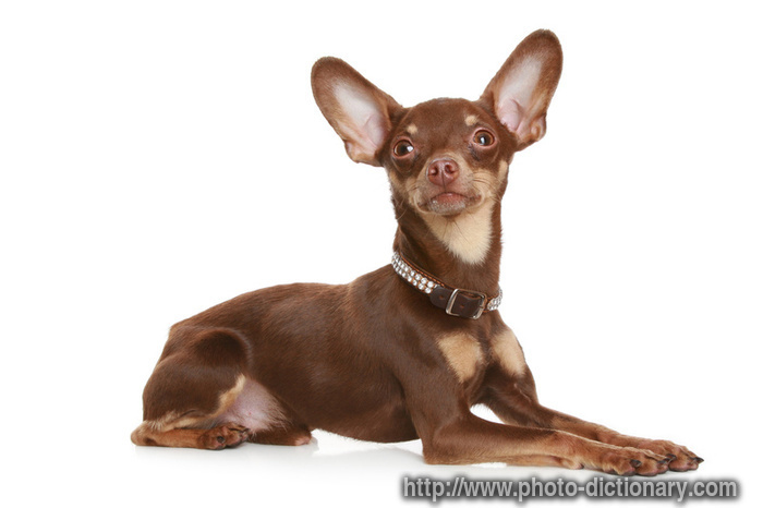 Russian toy terrier - photo/picture definition - Russian toy terrier word and phrase image