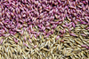 dry seeds - photo/picture definition - dry seeds word and phrase image