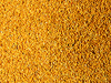 millet grains - photo/picture definition - millet grains word and phrase image