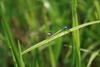Dragonfly Mating - photo/picture definition - Dragonfly Mating word and phrase image