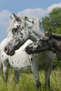 appaloosa horse - photo/picture definition - appaloosa horse word and phrase image