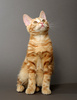 kurilian bobtail kitten - photo/picture definition - kurilian bobtail kitten word and phrase image