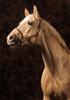 palomino horse - photo/picture definition - palomino horse word and phrase image