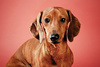 dachshund - photo/picture definition - dachshund word and phrase image